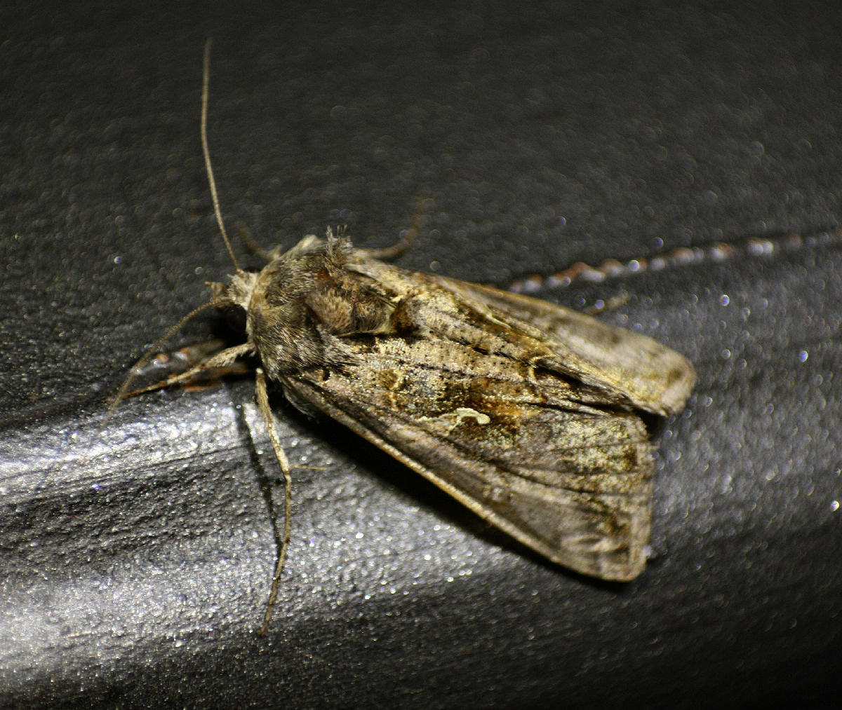 notturna da identificare - Autographa gamma